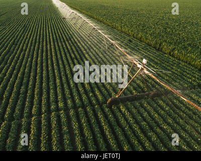 Vue aérienne de matériel d'irrigation l'arrosage des cultures de soja vert en après-midi d'été, sur le terrain du point de vue de drones pour l'angle inhabituel pour la loi sur l'agriculture Banque D'Images