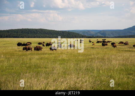 Sur le troupeau de bisons du parc national de Yellowstone Banque D'Images