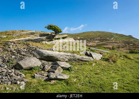 Rochers et arbres balayés par dans les collines près de Harlech, Snowdonia dans le Nord du Pays de Galles. Banque D'Images