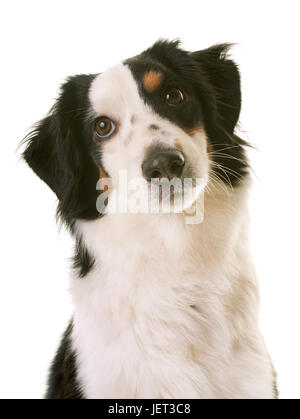 American shepherd miniature in front of white background Banque D'Images