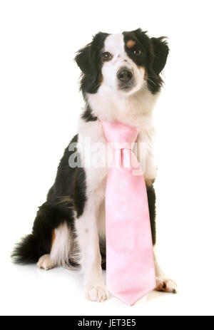 American shepherd miniature in front of white background Banque D'Images