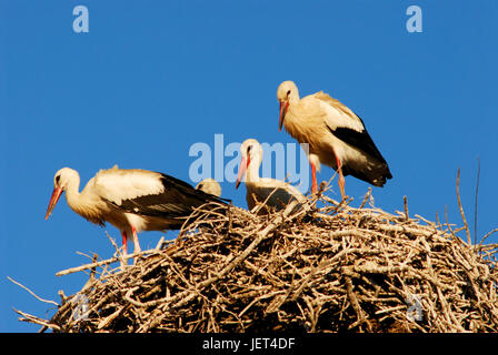 Dans le nid de cigognes, comporta, Alentejo, Portugal Banque D'Images