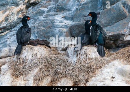 Comorants sur une île dans le canal de Beagle, Ushuaia, Tierra del Fuego, Argentine, Amérique du Sud Banque D'Images