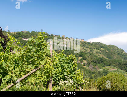 Vignobles dans la région Lombardie en Italie Banque D'Images