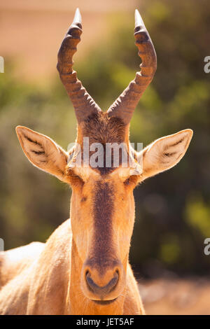 Gros plan d'une des bubales dans Addo Elephant National Park, Afrique du Sud. Banque D'Images