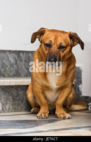 Triste vieux chien attend la fin de l'hôte sur le pas de la porte Banque D'Images