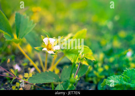 Fleurs de fraises au printemps photo horizontale gros plan Banque D'Images