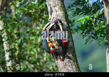 Groupe de 4 Famille Aracari à collier Banque D'Images