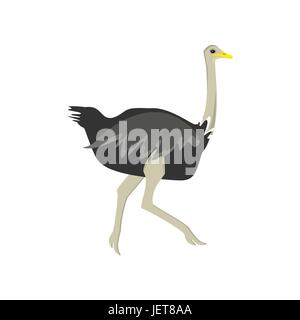 Vector illustration d'oiseaux africains exécutant ostrich isolé sur fond blanc. Illustration de Vecteur