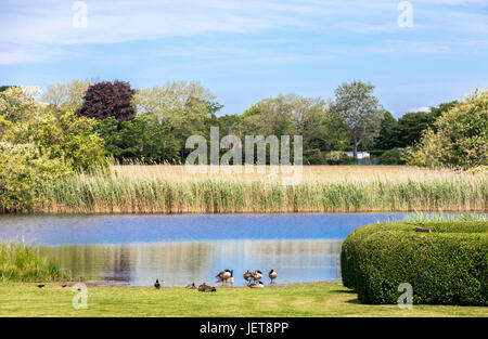 Des oies dans un paysage naturel, East Hampton, ny Banque D'Images