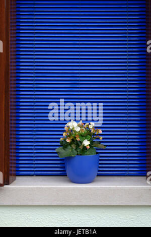 Des fleurs sur un rebord de fenêtre à une résidence privée sur l'île de Burano Venise, Italie Banque D'Images