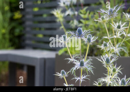 Eryngium. Holly mer fleurs plantes dans un petit jardin contemporain. RHS jardins de Harlow Carr. Harrogate, Royaume-Uni Banque D'Images