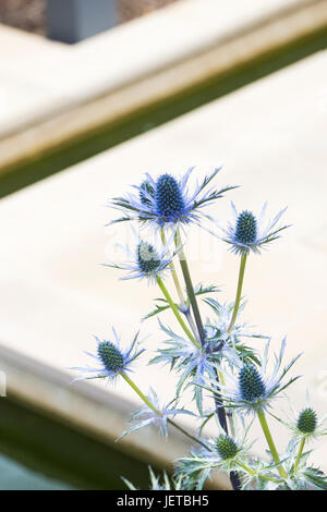 Eryngium. Holly mer fleurs plantes dans un petit jardin contemporain. RHS jardins de Harlow Carr. Harrogate, Royaume-Uni Banque D'Images