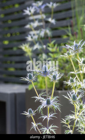 Eryngium. Holly mer fleurs plantes dans un petit jardin contemporain. RHS jardins de Harlow Carr. Harrogate, Royaume-Uni Banque D'Images