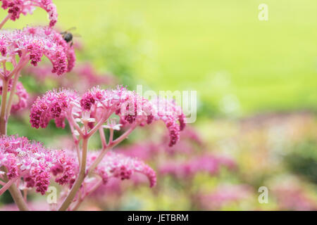 Rodgersia pinnata 'chocolate wing' fleurit en juin. UK Banque D'Images