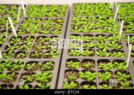 Plantes modèles dans le laboratoire Banque D'Images