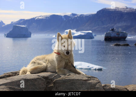 Le Groenland, l'Uummannaq, paysages côtiers, chien de traîneau, swift rod de bateau, MS Fram, le nord du Groenland, la destination, l'Arctique, les montagnes, les icebergs, E, neige, désert, rochers, Rocky, glacier, de bateau, la navigation, la tige de SWIFT, chien, animal, Husky, Banque D'Images