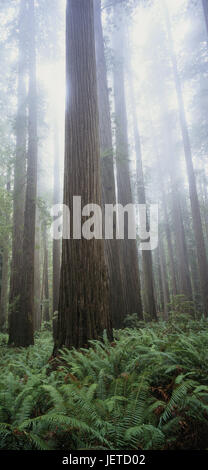 Les USA, Californie, Redwood National Park, séquoias, brouillard, en Amérique du Nord, réserve naturelle, la végétation, la botanique, les plantes, les arbres, troncs, souches, Sequoia sempervirens, séquoias côtiers, énormément, immense, au souffle, de bois, de fougères, de la nature, l'icône, la croissance, fermeté, Banque D'Images