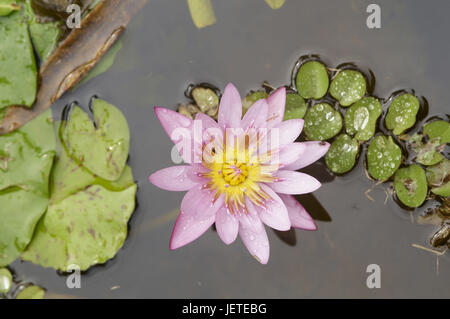 Martinique, Balata, jardin botanique, plantes de l'eau, Banque D'Images