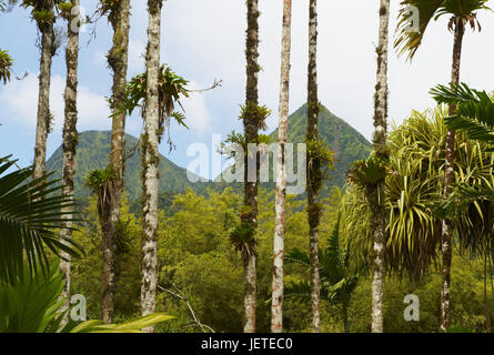 Martinique, Balata, le jardin botanique, à l'arrière-plan les pitons du Carbet, Banque D'Images