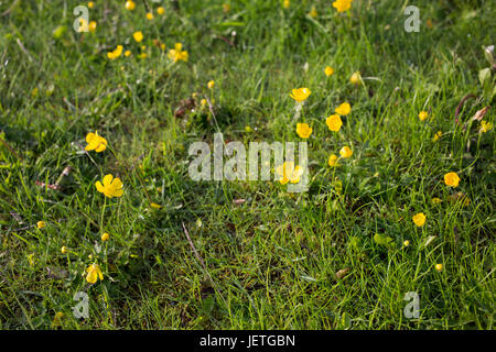 Arrière-plan avec l'herbe verte et les fleurs de la renoncule rampante (Ranunculus repens) Banque D'Images