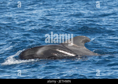 Bref, globicéphale Globicephala macrorhynchus, surfaçage, montrant dorsale, île de Madère, Océan Atlantique Nord Banque D'Images