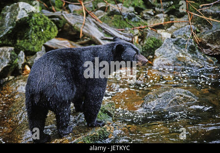 L'ours noir, l'ours noir américain, Schwarzbaer - Ours noir américain Banque D'Images