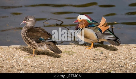 Canards mandarins, hommes et femmes, (Aix galericulata) debout à côté d'Eyeworth Étang dans la New Forest, Hampshire, Angleterre, Royaume-Uni Banque D'Images