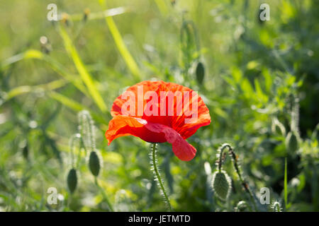 Pavot Rouge dans le jardin Banque D'Images