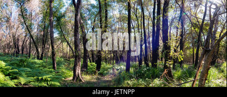 Le feu de Bush a endommagé la zone forestière de l'Eucalyptus en se rétablissant maintenant avec un sous-bois vert frais et de nouvelles branches qui s'entorréent des arbres noircis Banque D'Images