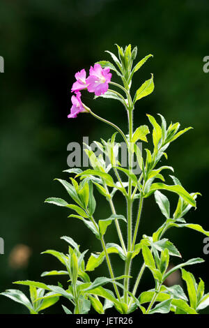 Fleurs sauvages au bord du canal, UK - Grande Willowherb (Epilobium hirsutum) Banque D'Images