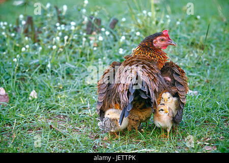 La mère poule se cachant les poussins sous ses ailes : la mère poule et les poussins sont à la ferme. Banque D'Images