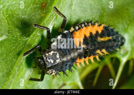 Photomicrographie de arlequin ou asiatique, la coccinelle Harmonia axyridis, larve, prédateur de pucerons et autres petits arthropodes. Banque D'Images