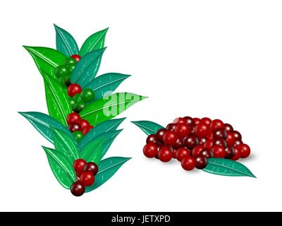 Le café (Coffea arabica) cut Illustration de Vecteur
