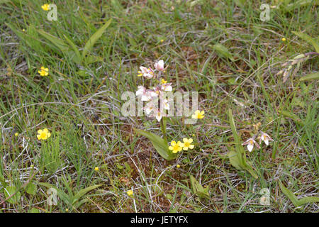 Marsh Helleborine Orchid sur Lindisfarne Banque D'Images