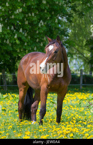 Cheval Trakehner couleur baie de Prusse-orientale, race de cheval warmblood en champ, Allemagne Banque D'Images