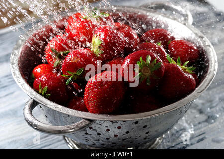 Les fraises fraîchement cueillies rouges sont lavés à l'eau courante Banque D'Images