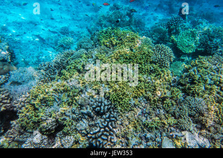 Récif de corail sous-marine et les poissons dans l'Océan Indien, les Maldives. Eau turquoise Tropical Banque D'Images