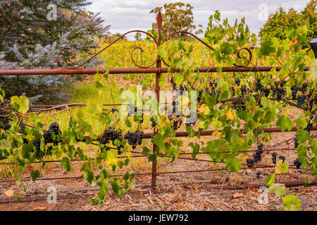 Vignes sur une ancienne porte à l'entrée de vins Gibson dans la Barossa Valley, Australie-Méridionale Banque D'Images