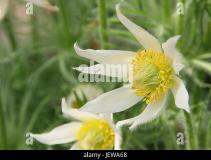 Pulsatilla vulgaris 'Alba' (blanc pasque flower) en pleine floraison dans un jardin anglais au printemps (fin avril), Royaume-Uni Banque D'Images