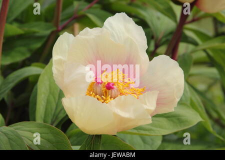 Paeonia Mlokosewitschii, souvent appelé 'Molly' la sorcière du Mlokosewitch ou pivoine pivoine, la floraison au printemps (avril) dans un jardin anglais, UK Banque D'Images