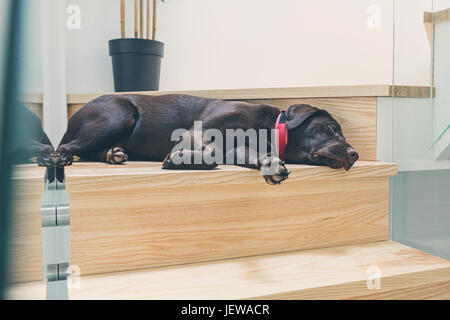 Chiot labrador chocolat endormi dans les escaliers Banque D'Images