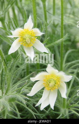 Pulsatilla vulgaris 'Alba' (blanc pasque flower) en pleine floraison dans un jardin anglais au printemps (fin avril), Royaume-Uni Banque D'Images