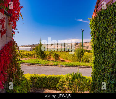 Vignes rampant sur les côtés de la construction au Château Tanunda dans la Vallée de Barossa, Australie-Méridionale Banque D'Images