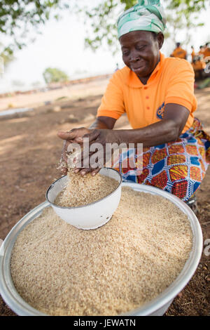 Une coopérative de femmes et les processus d parboils le riz comme une activité génératrice de revenus dans la région de l'Upper-East, au Ghana. Banque D'Images