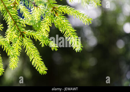 Rétro-éclairé lumineux sapin twig close up Banque D'Images