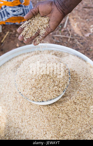 Une coopérative de femmes et les processus d parboils le riz comme une activité génératrice de revenus dans la région de l'Upper-East, au Ghana. Banque D'Images