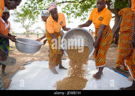 Une coopérative de femmes et les processus d parboils le riz comme une activité génératrice de revenus dans la région de l'Upper-East, au Ghana. Banque D'Images