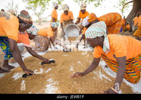 Une coopérative de femmes et les processus d parboils le riz comme une activité génératrice de revenus dans la région de l'Upper-East, au Ghana. Banque D'Images