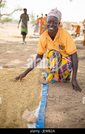 Une coopérative de femmes et les processus d parboils le riz comme une activité génératrice de revenus dans la région de l'Upper-East, au Ghana. Banque D'Images